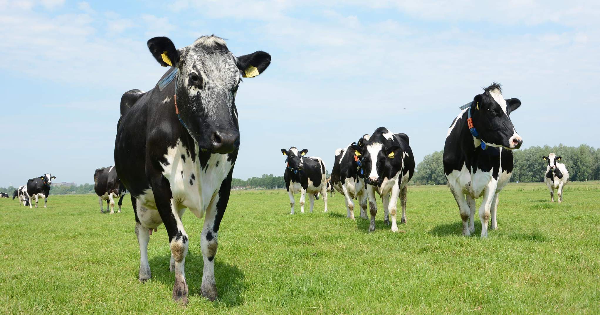 Je bekijkt nu Cri de coeur naar de Nederlandse veehouders: maak ‘Nederlandse veehouderij geheel gmo-vrij’